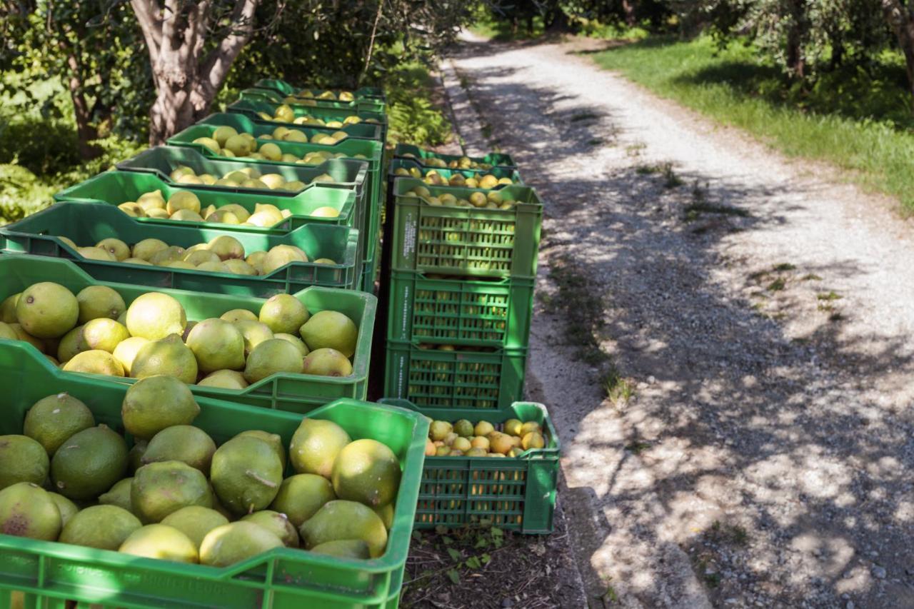 Agricontura Vendégház Capri Leone Kültér fotó